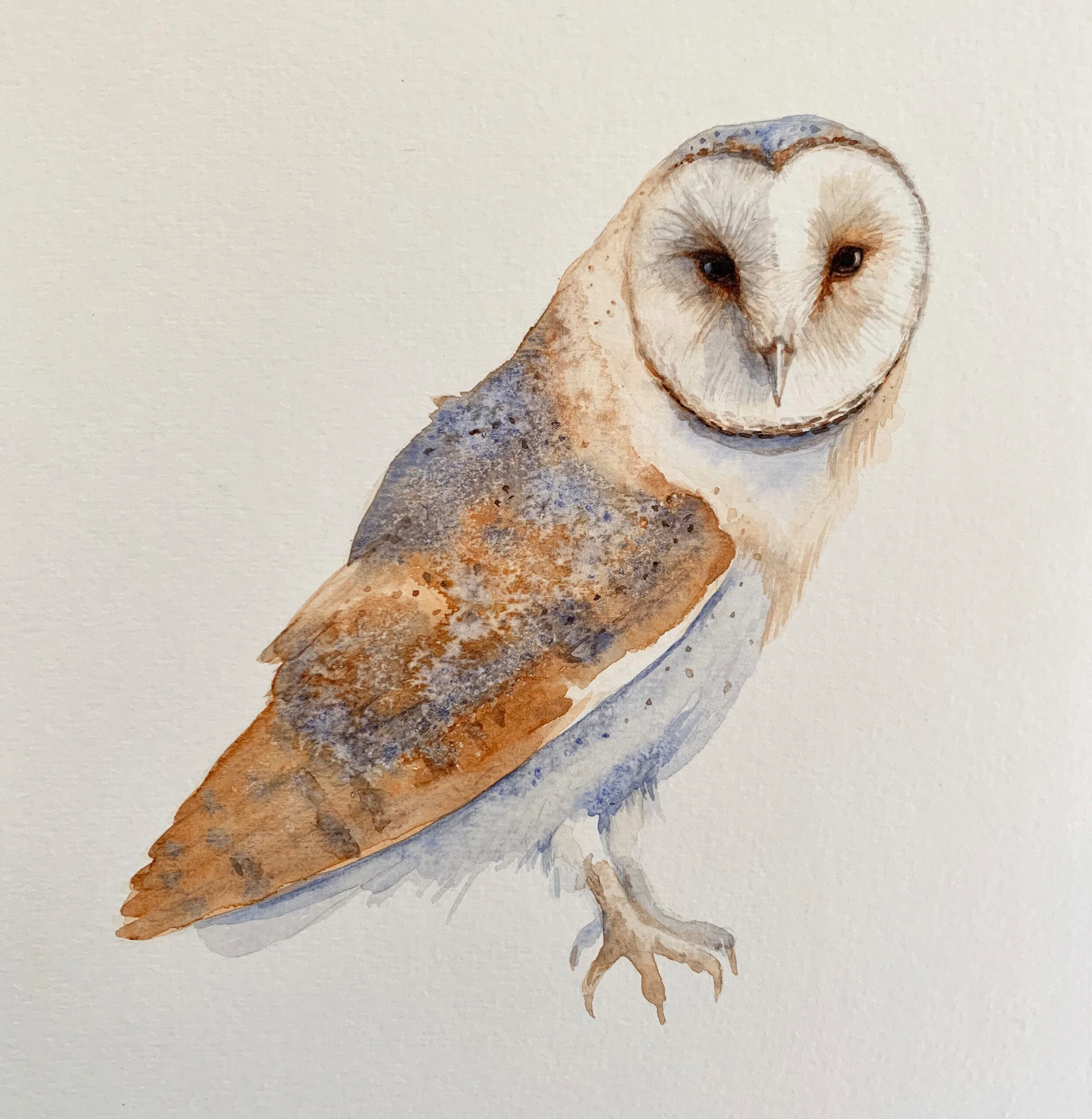 Barn owl