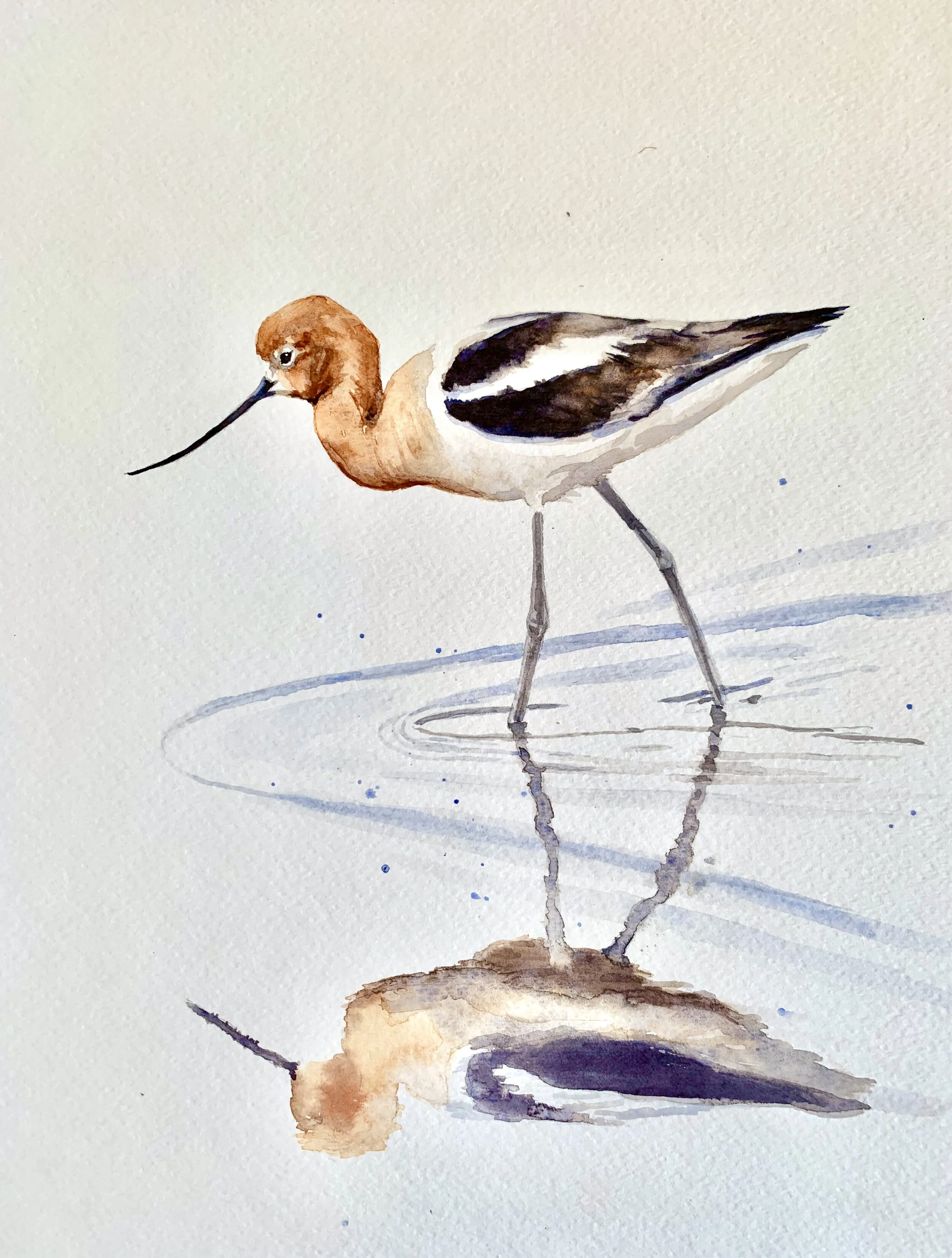 American Avocet 1