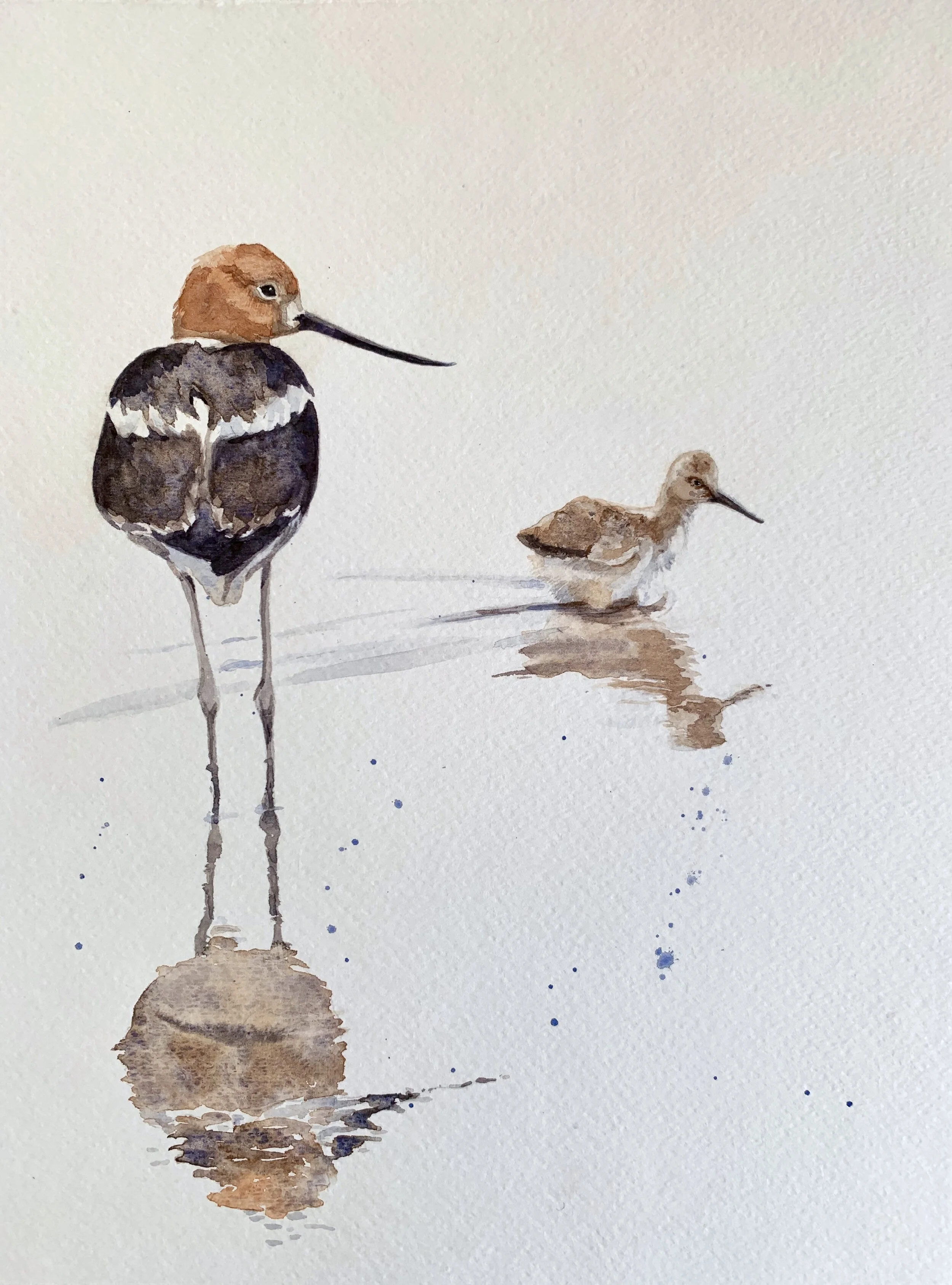 American Avocet 2