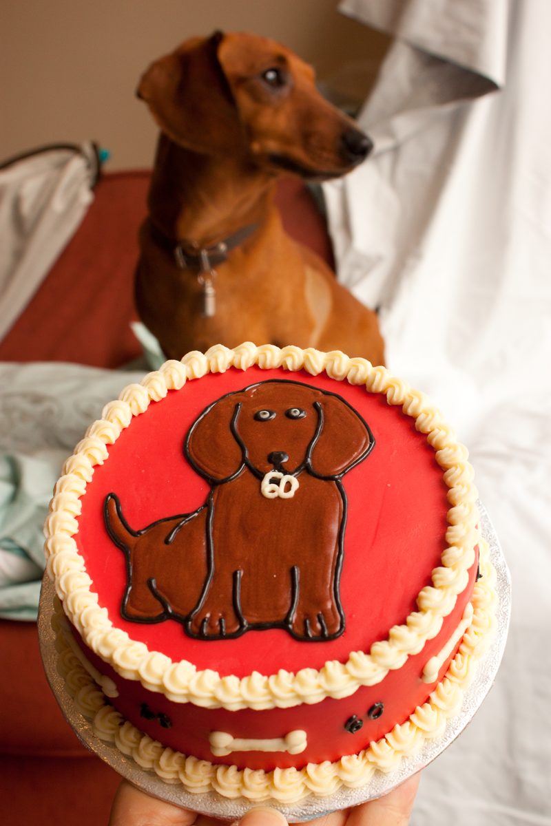dog cake buy