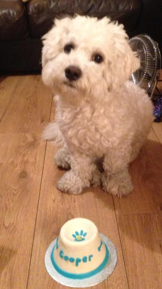 Cheeky Dog Bakery - Happy Canine Customers