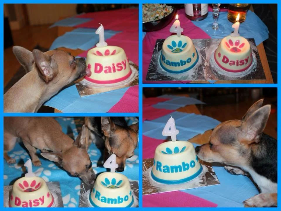 Cheeky Dog Bakery - Happy Canine Customers