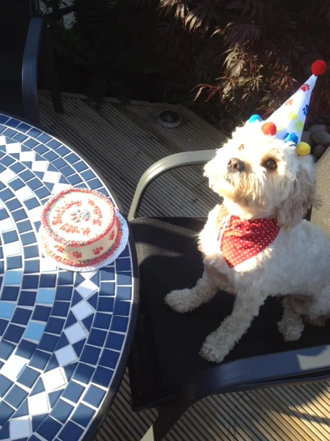 Cheeky Dog Bakery - Happy Canine Customers