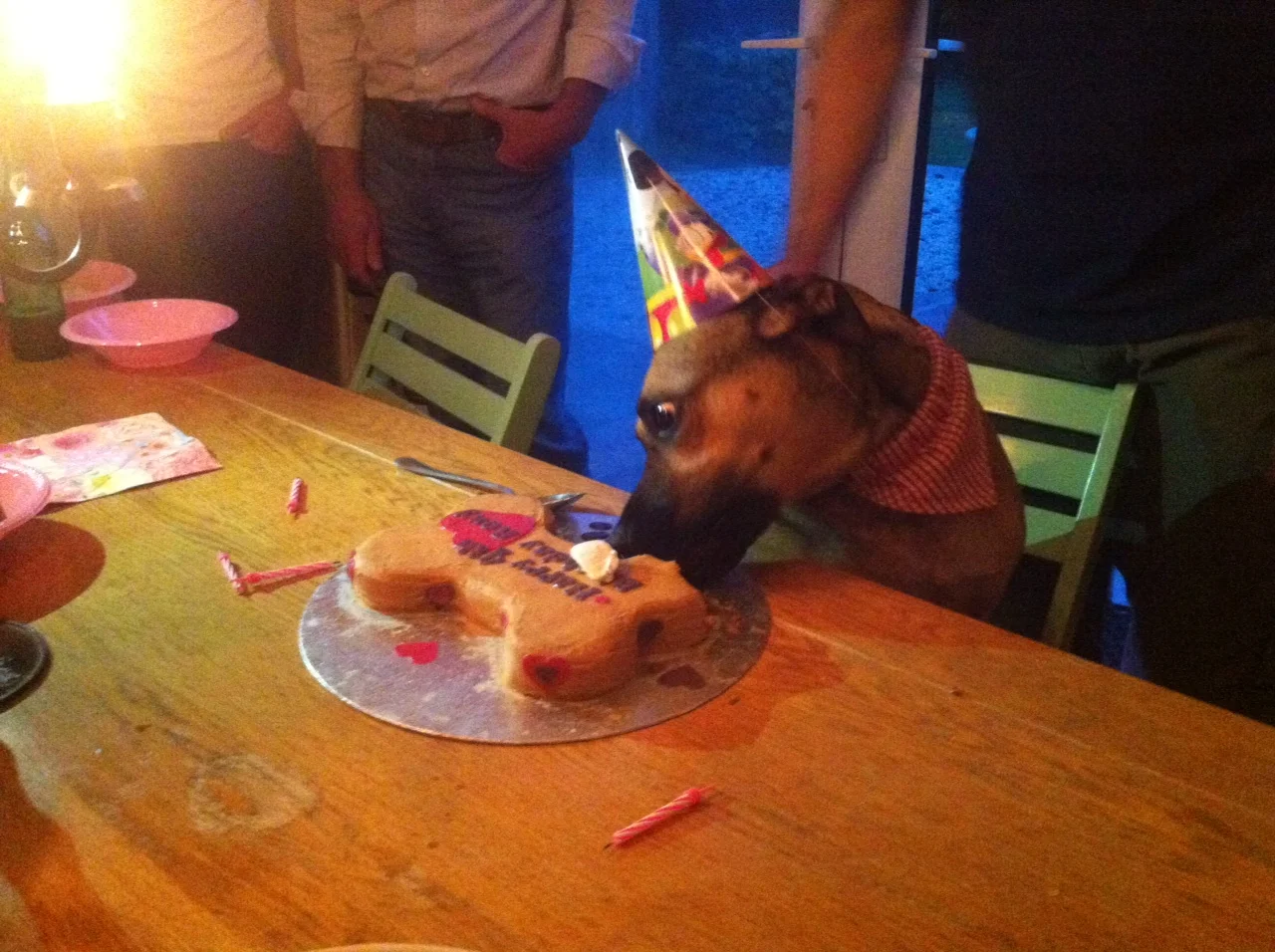 Cheeky Dog Bakery - Happy Canine Customers