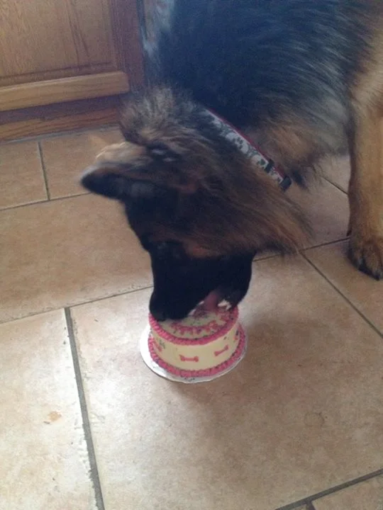 Cheeky Dog Bakery - Happy Canine Customers