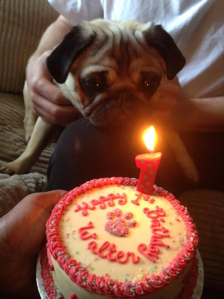 Cheeky Dog Bakery - Happy Canine Customers