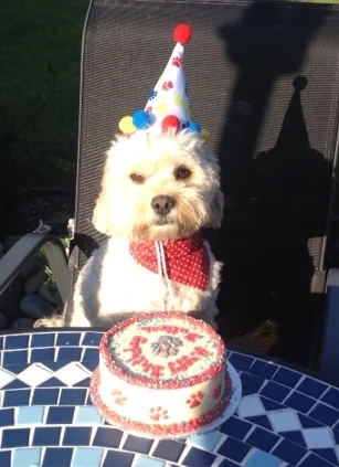 Cheeky Dog Bakery - Happy Canine Customers