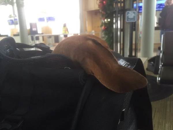 Cheeky Dog Bakery Blog - Cheeky Dog Adventures