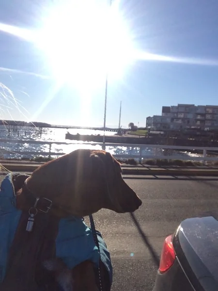 Cheeky Dog Bakery Blog - Cheeky Dog Adventures