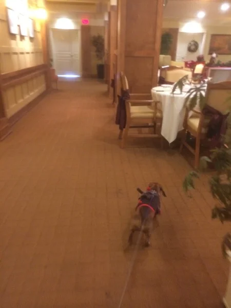Cheeky Dog Bakery Blog - Cheeky Dog Adventures