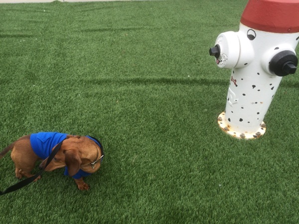 Cheeky Dog Bakery Blog - Cheeky Dog Adventures