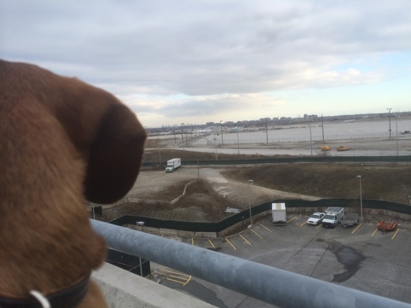Cheeky Dog Bakery Blog - Cheeky Dog Adventures