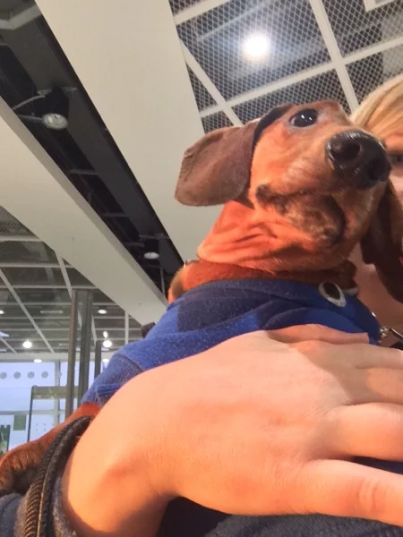 Cheeky Dog Bakery Blog - Cheeky Dog Adventures
