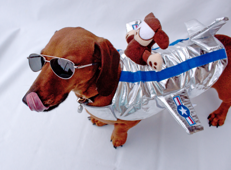 Cheeky Dog Bakery Blog - Cheeky Dog Adventures