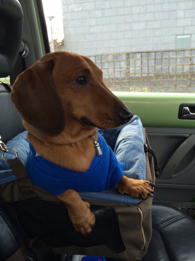 Cheeky Dog Bakery Blog - Cheeky Dog Adventures