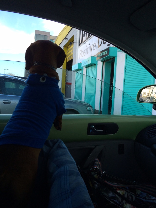 Cheeky Dog Bakery Blog - Cheeky Dog Adventures