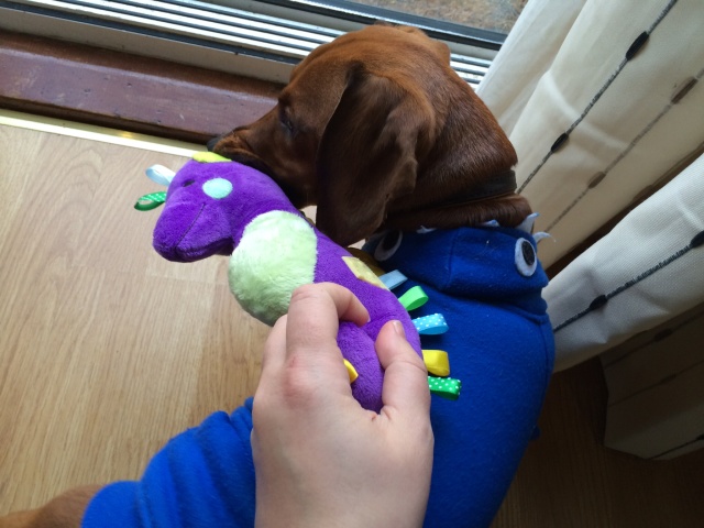 Cheeky Dog Bakery Blog - Cheeky Dog Adventures