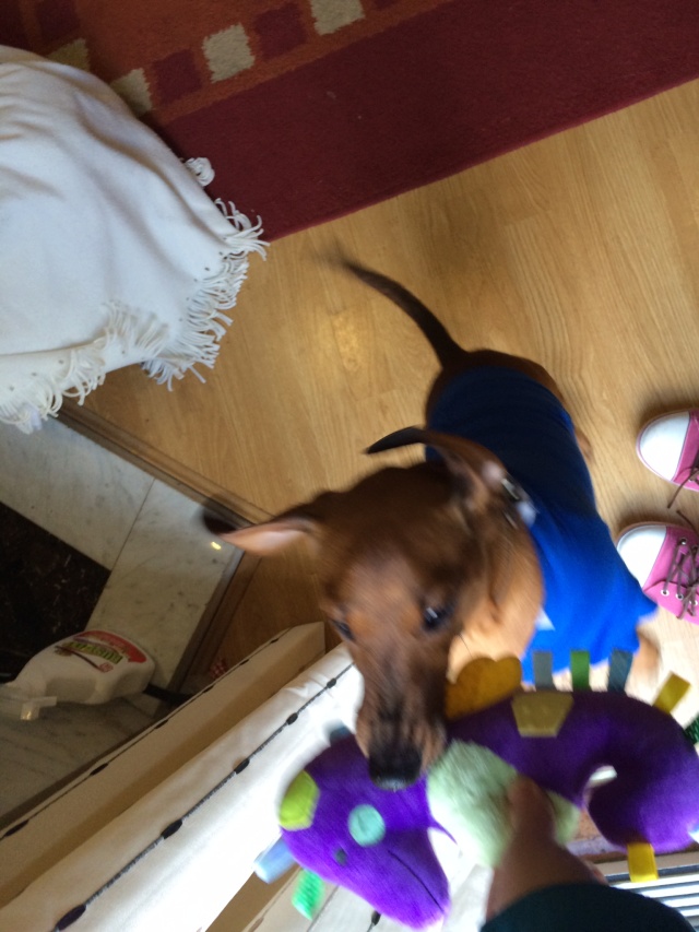 Cheeky Dog Bakery Blog - Cheeky Dog Adventures