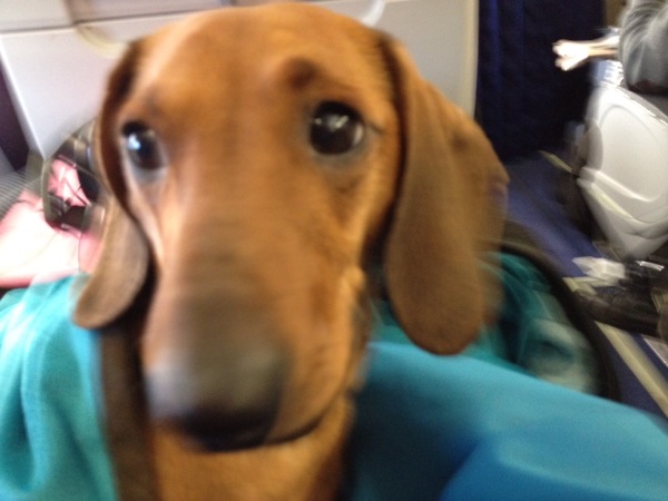Cheeky Dog Bakery Blog - Cheeky Dog Adventures