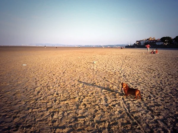 Cheeky Dog Bakery Blog - Cheeky Dog Adventures