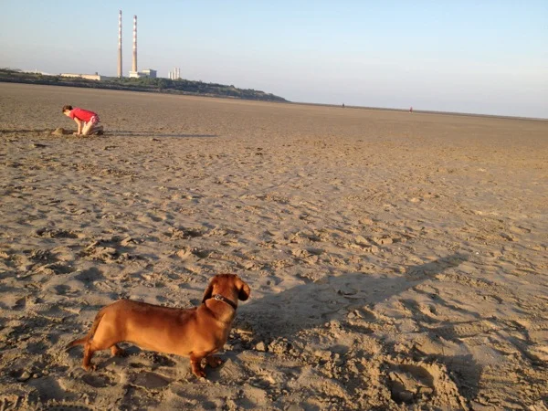 Cheeky Dog Bakery Blog - Cheeky Dog Adventures