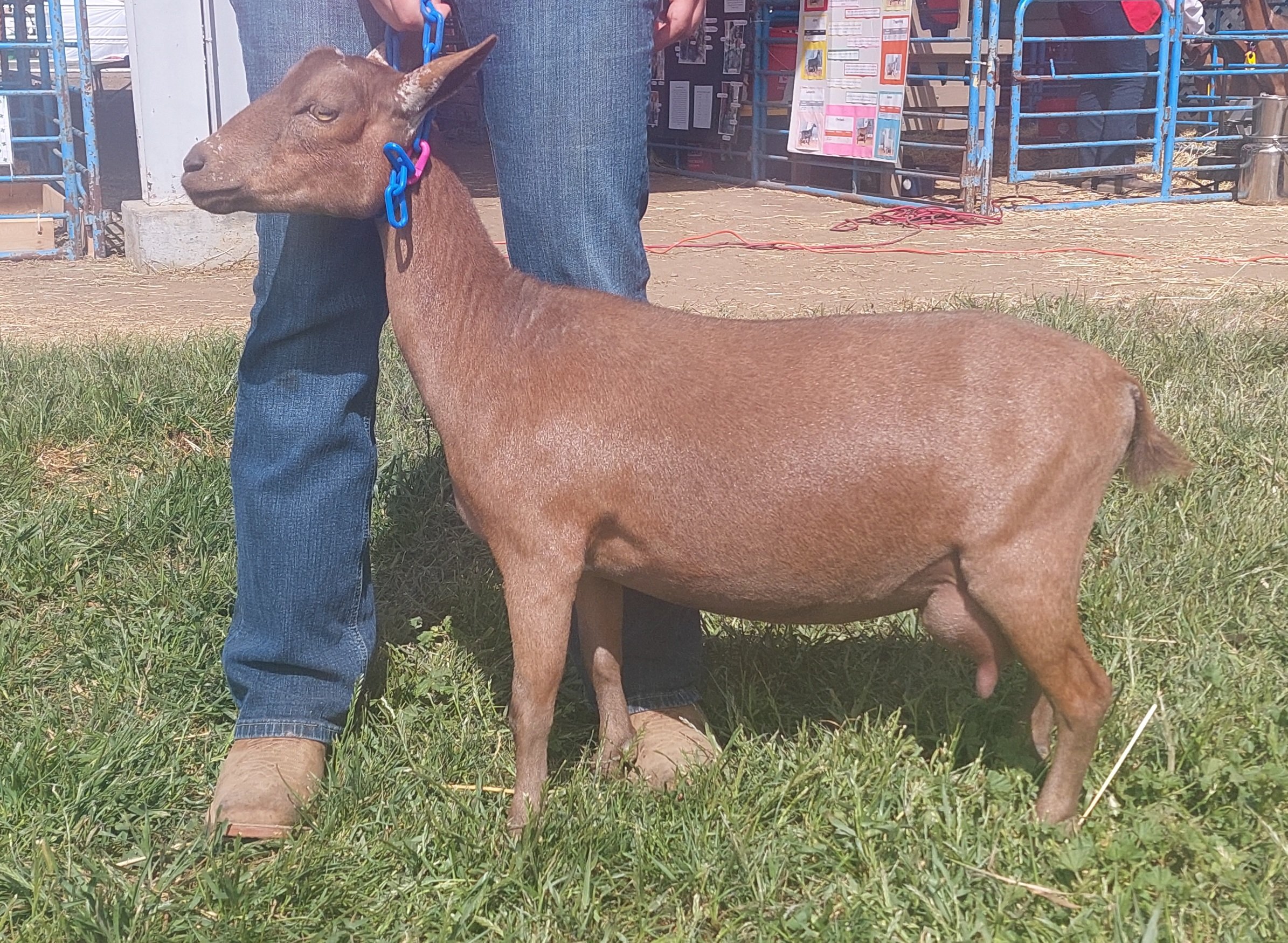 Yearling First Freshener