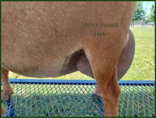 udder+side.webp
