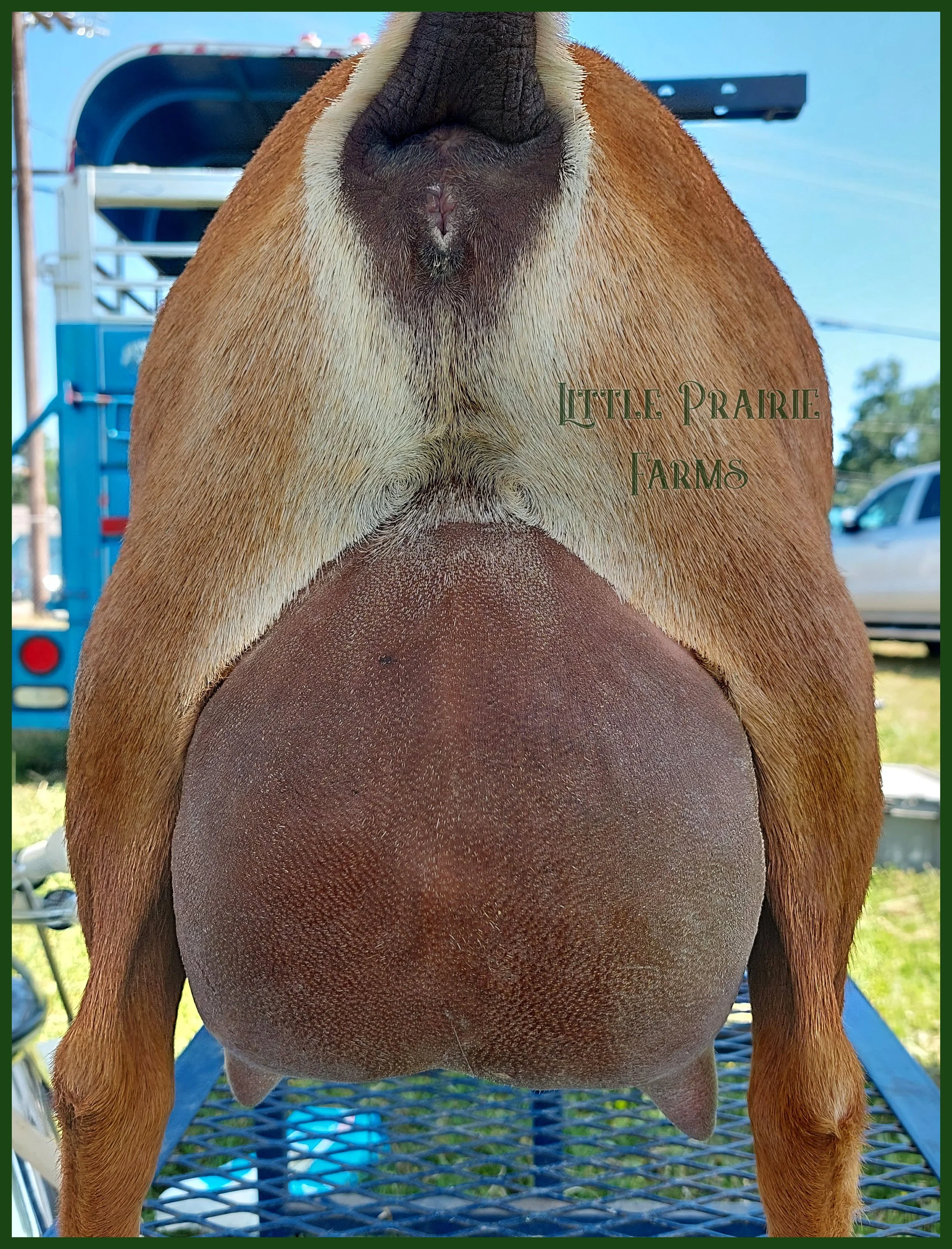 udder rear.jpg