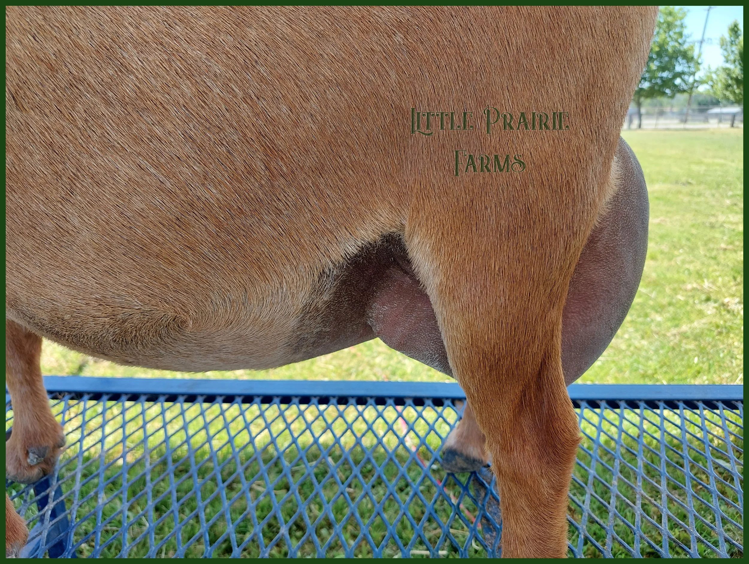 udder side.jpg