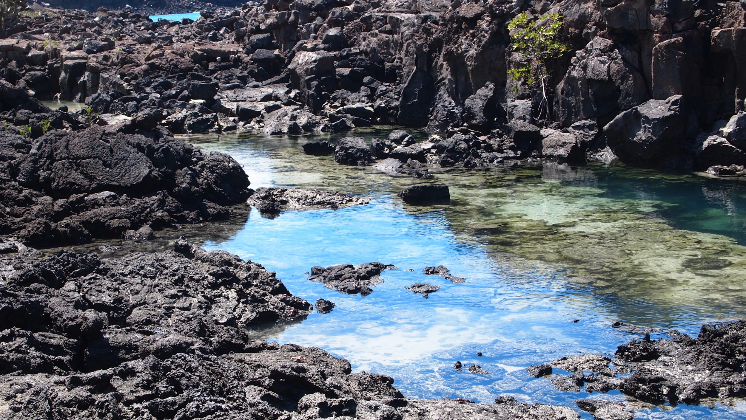Rock Pools at Genovesa - aka 'Bird Island'. &nbsp;The closest I've been to becoming a bird watcher