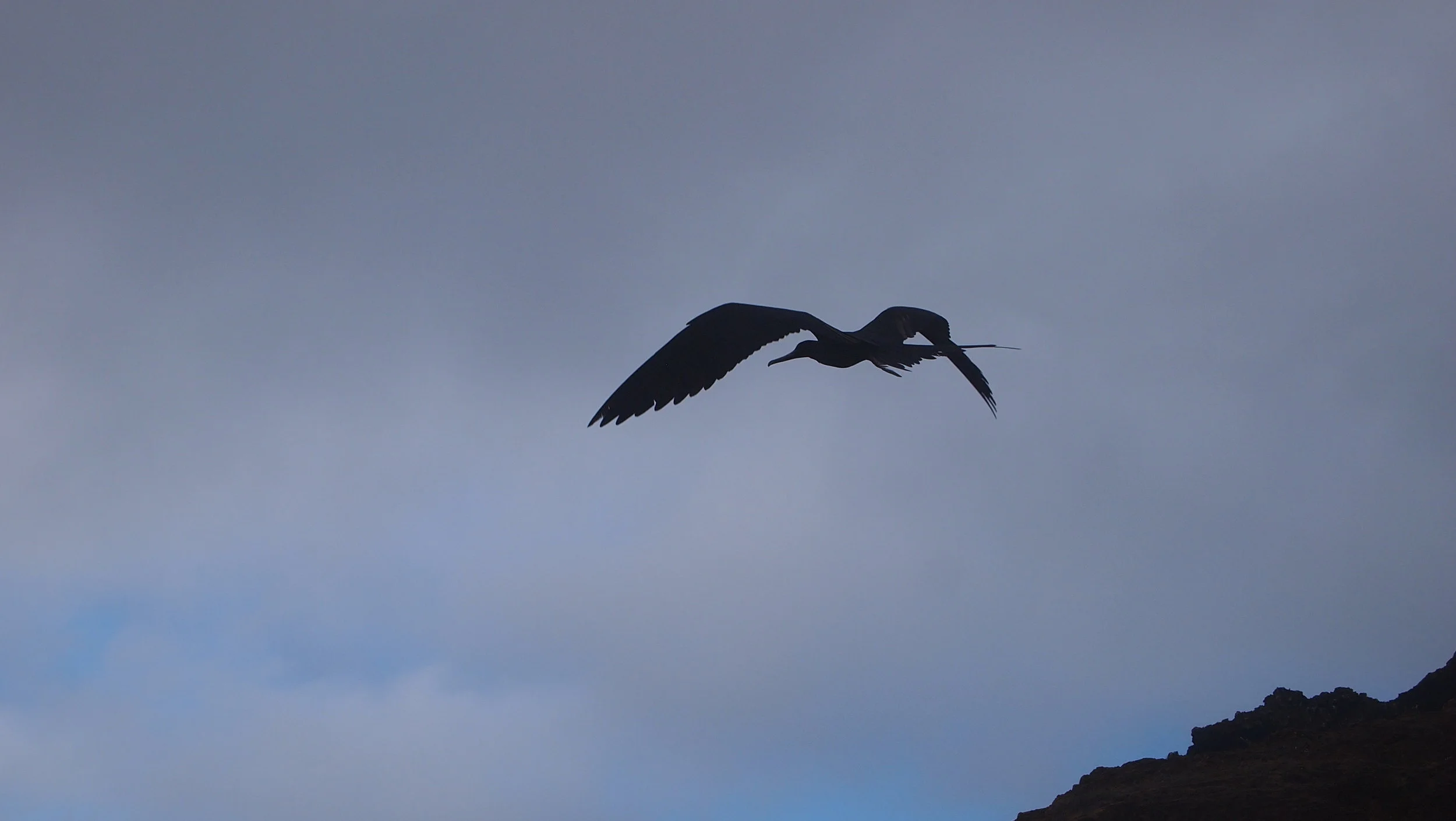 Pirates of the Sky ( Frigate bird, The Galapagos Islands )