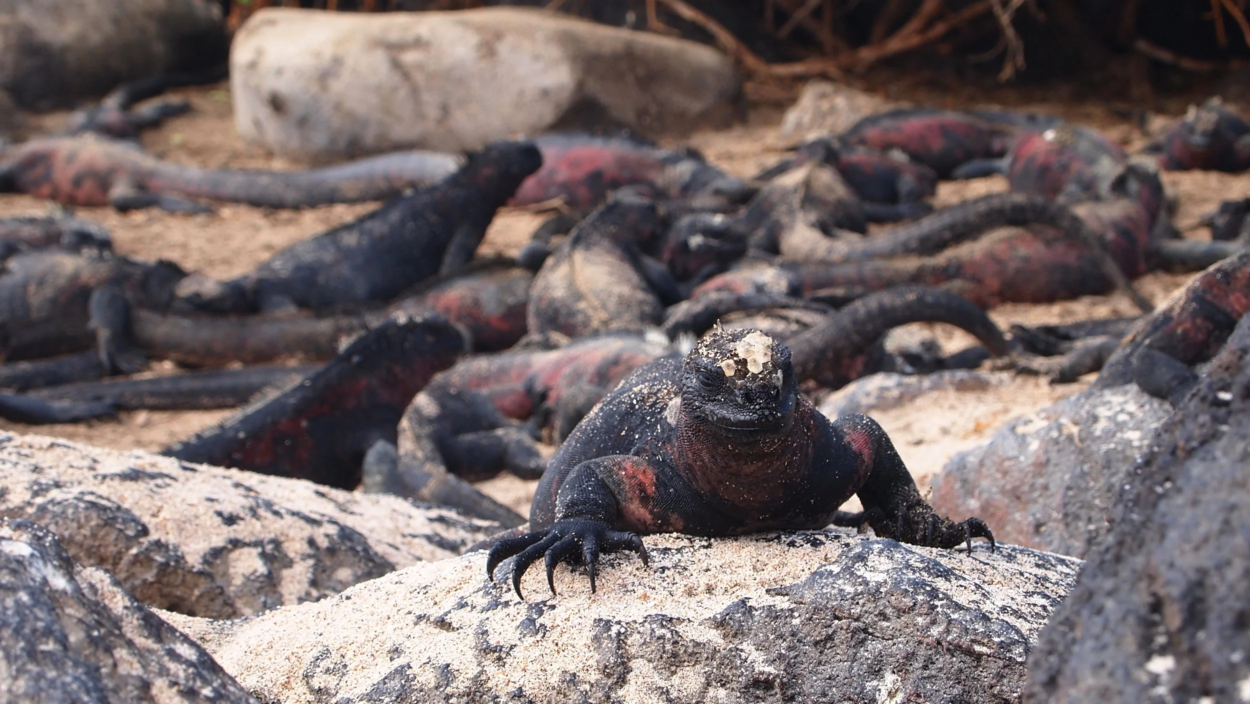 Galapagos Land Iguana ( Espnaola, The Galapagos Islands )