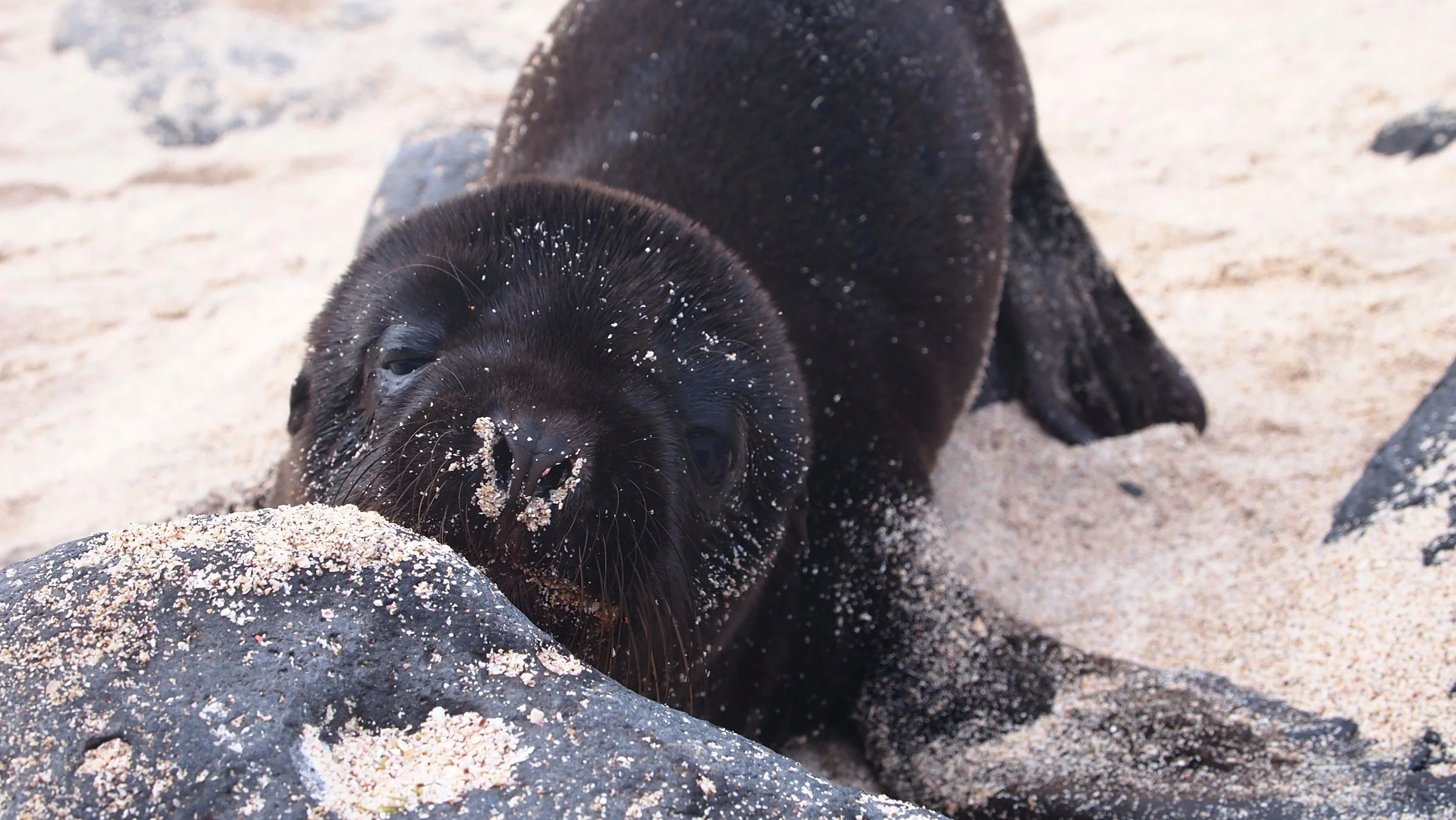 Show stopper ( Seal lion pup,&nbsp;  Espanola,&nbsp;The Galapagos Islands)