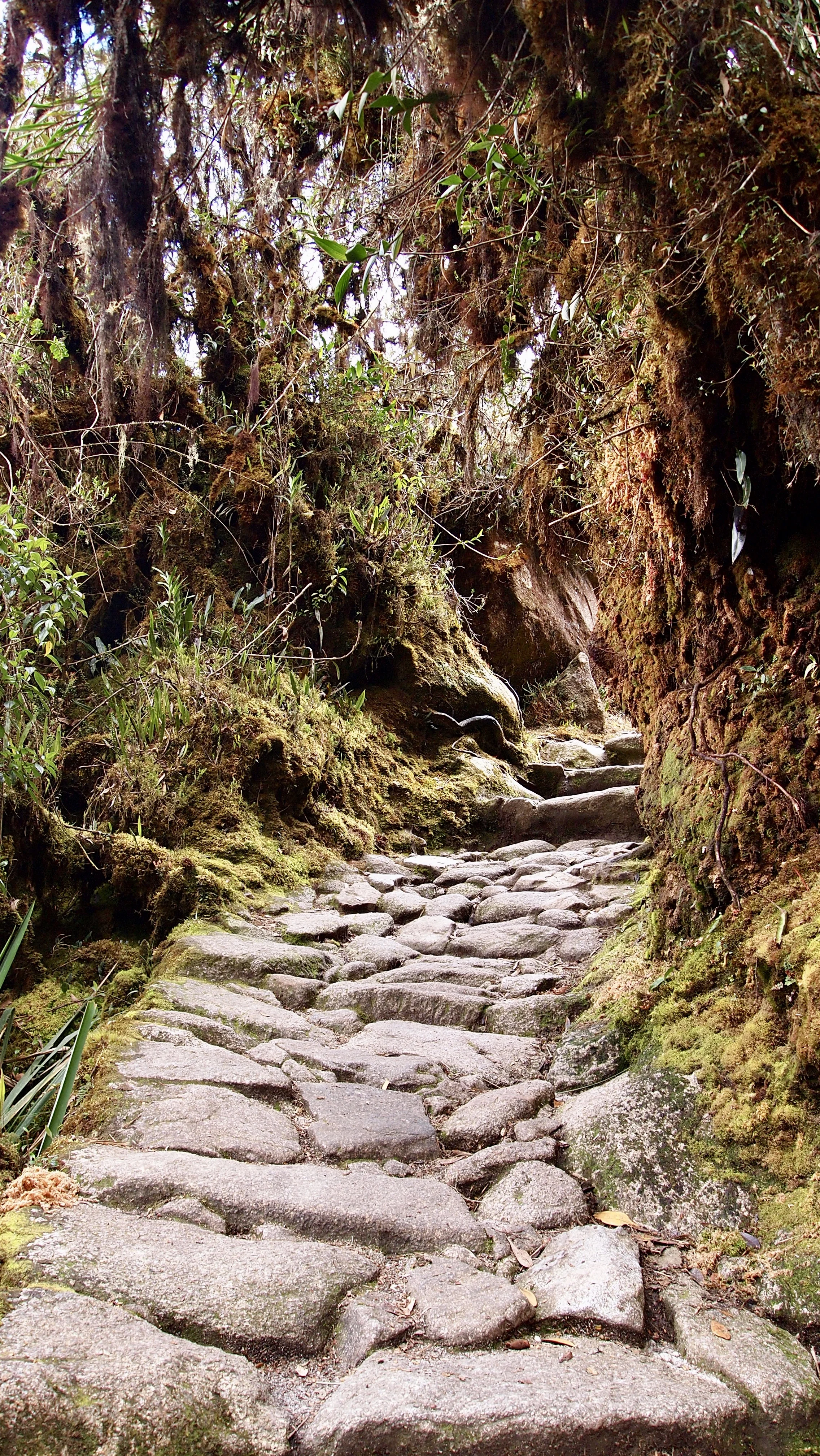 Headed through the Cloud Forest