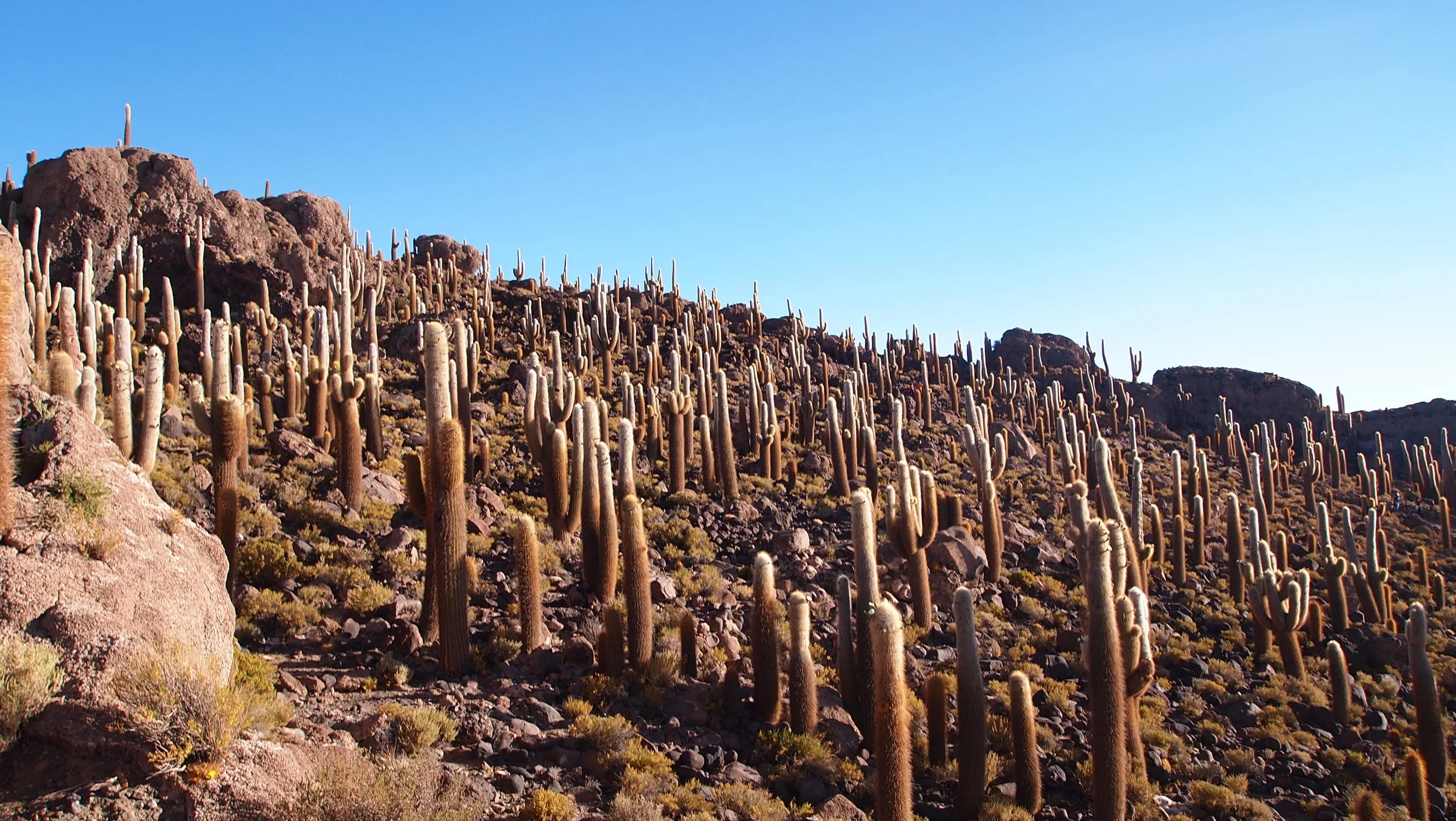 I felt like a cowboy on a space mission at Cactus Island ( Isla Incahuasi, Salar de Uyuni, Bolivia )