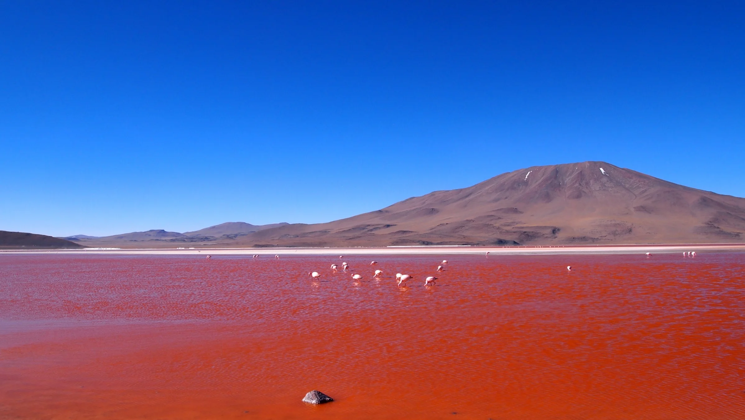 Laguna Roja (Red Lagoon) ( Eduardo Avaroa Andean Fauna National Reserve, Bolivia )