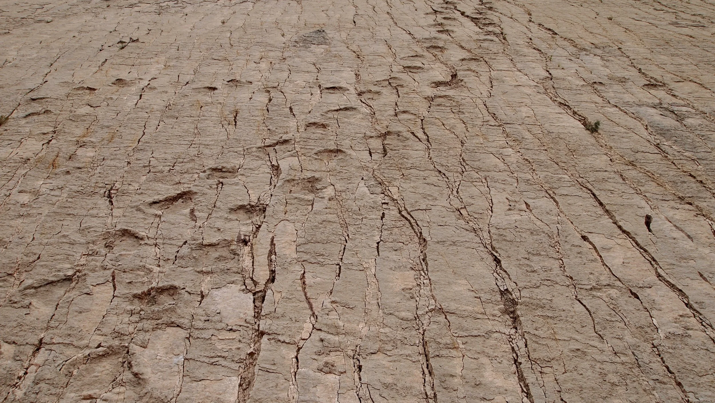 Certified dinosaur prints ( Parque Cretacico, Sucre, Bolivia )