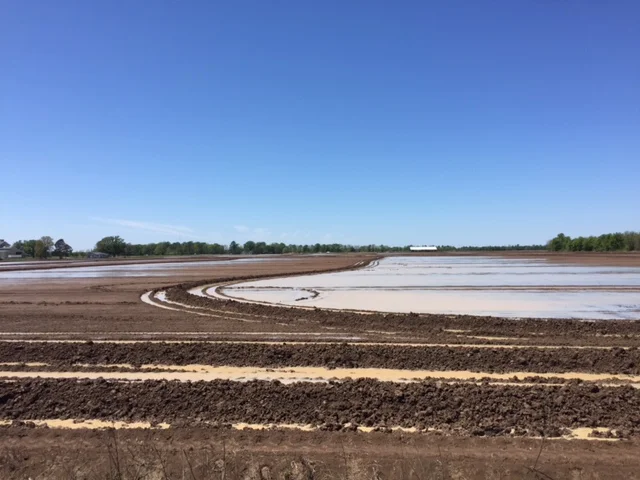 a recently planted rice field with contour levees to manage the required water levels for rice