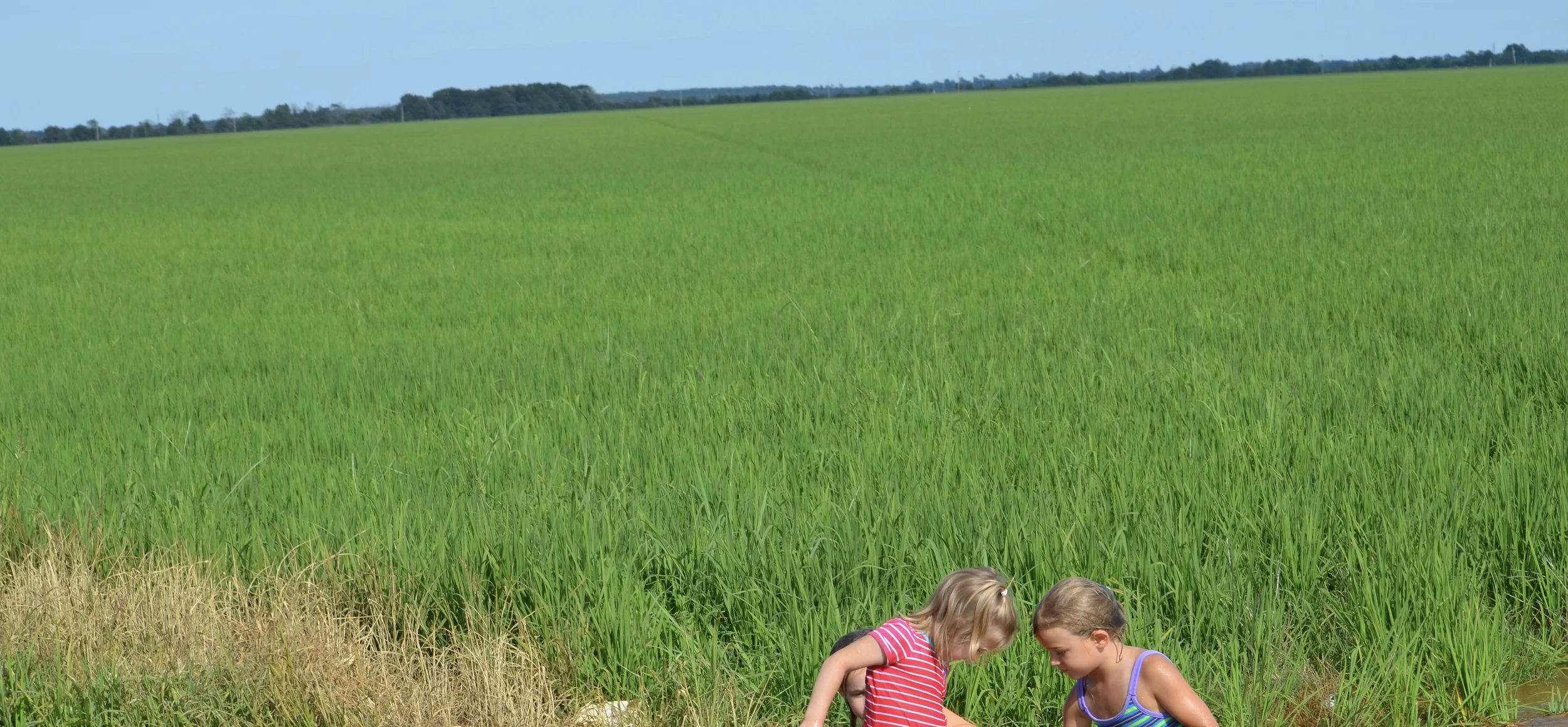 cousins playing in the water of a zero grade rice field