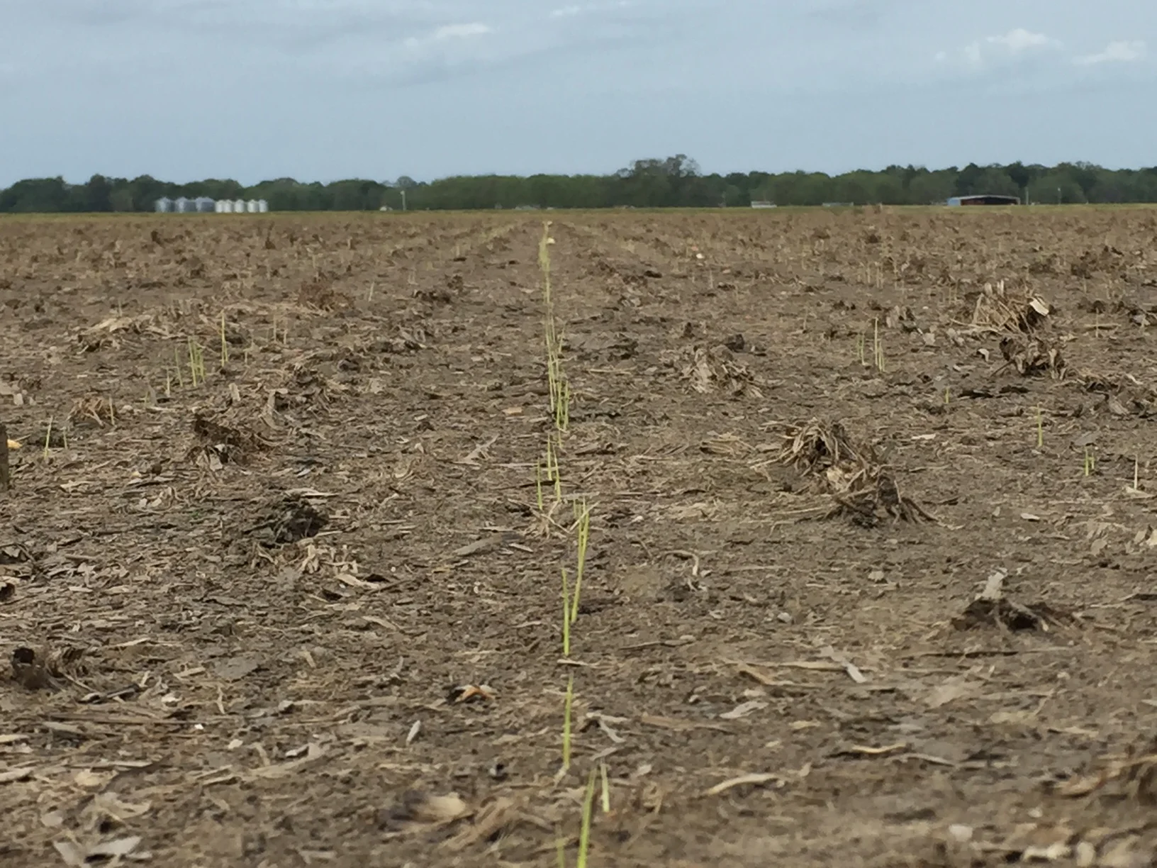 new rice emerging in the midst of what's left of last year's straw