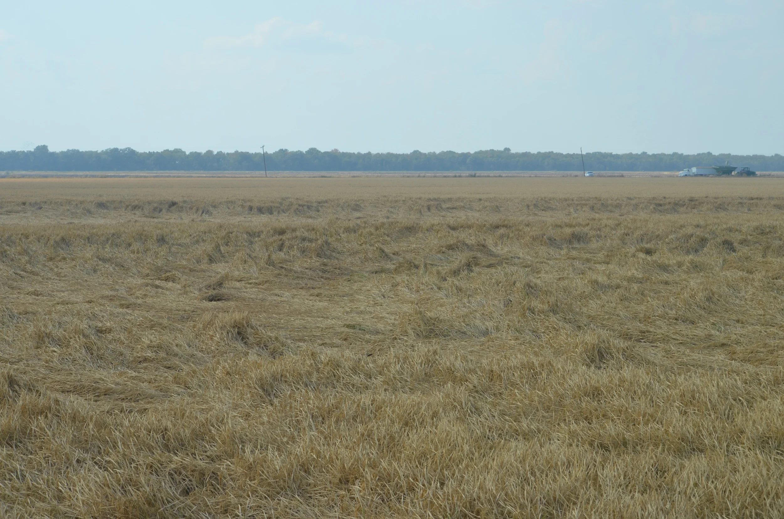 Rice that was blown over in the field just before harvest 