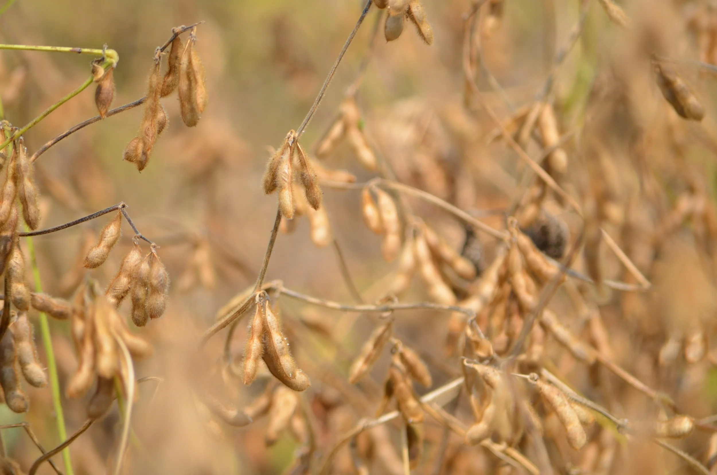 a field of genetically modified soy beans ready for harvest
