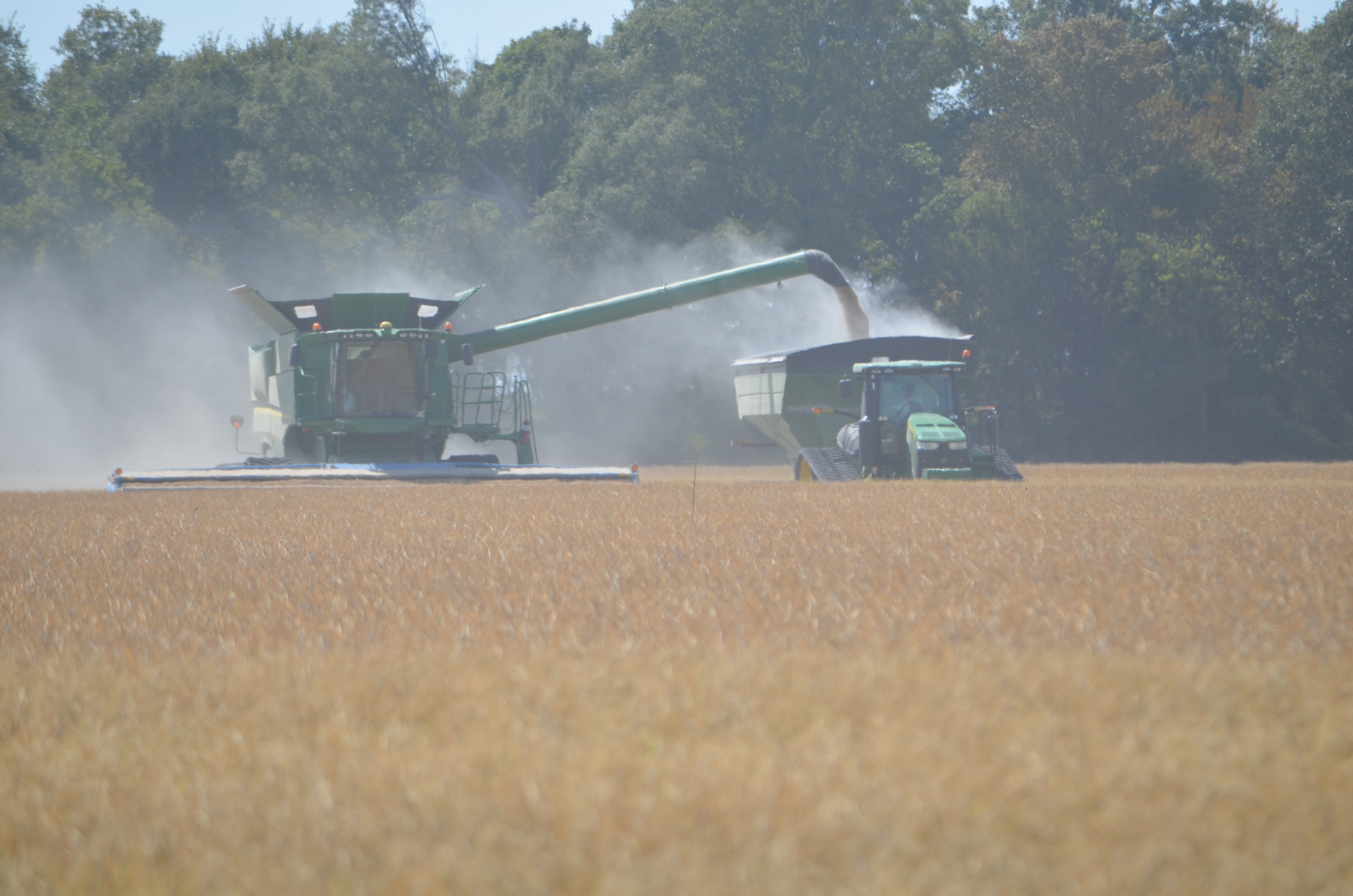 a bountiful rice harvest