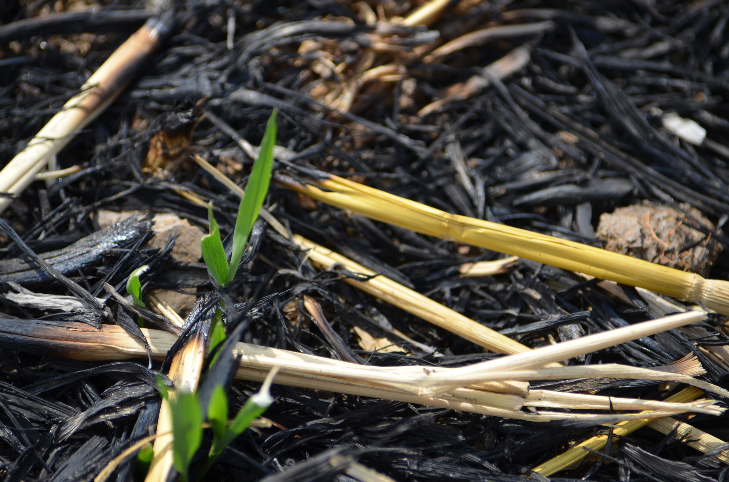 new growth
