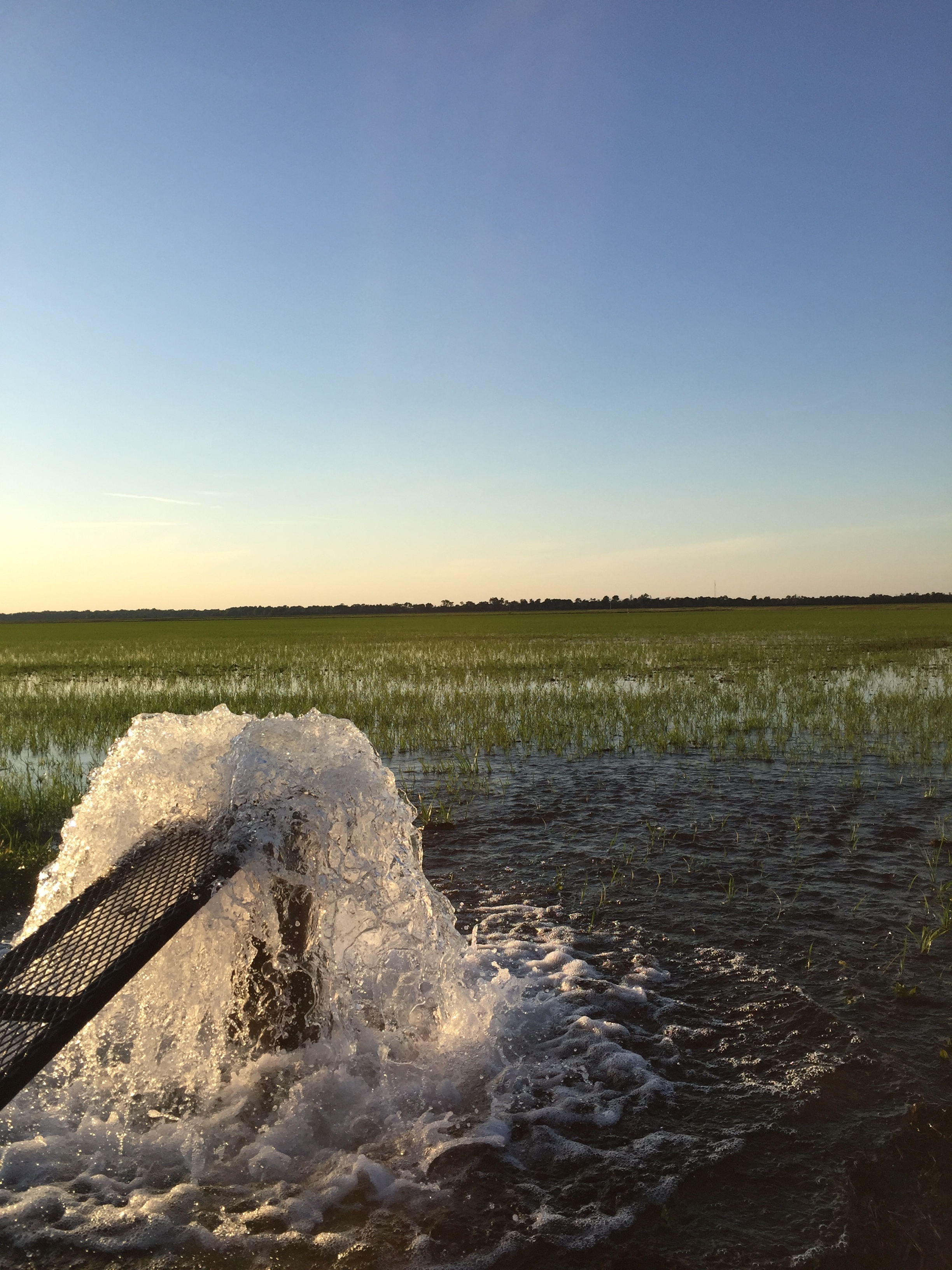 flooding a rice field photo credit: Morgan Baugh