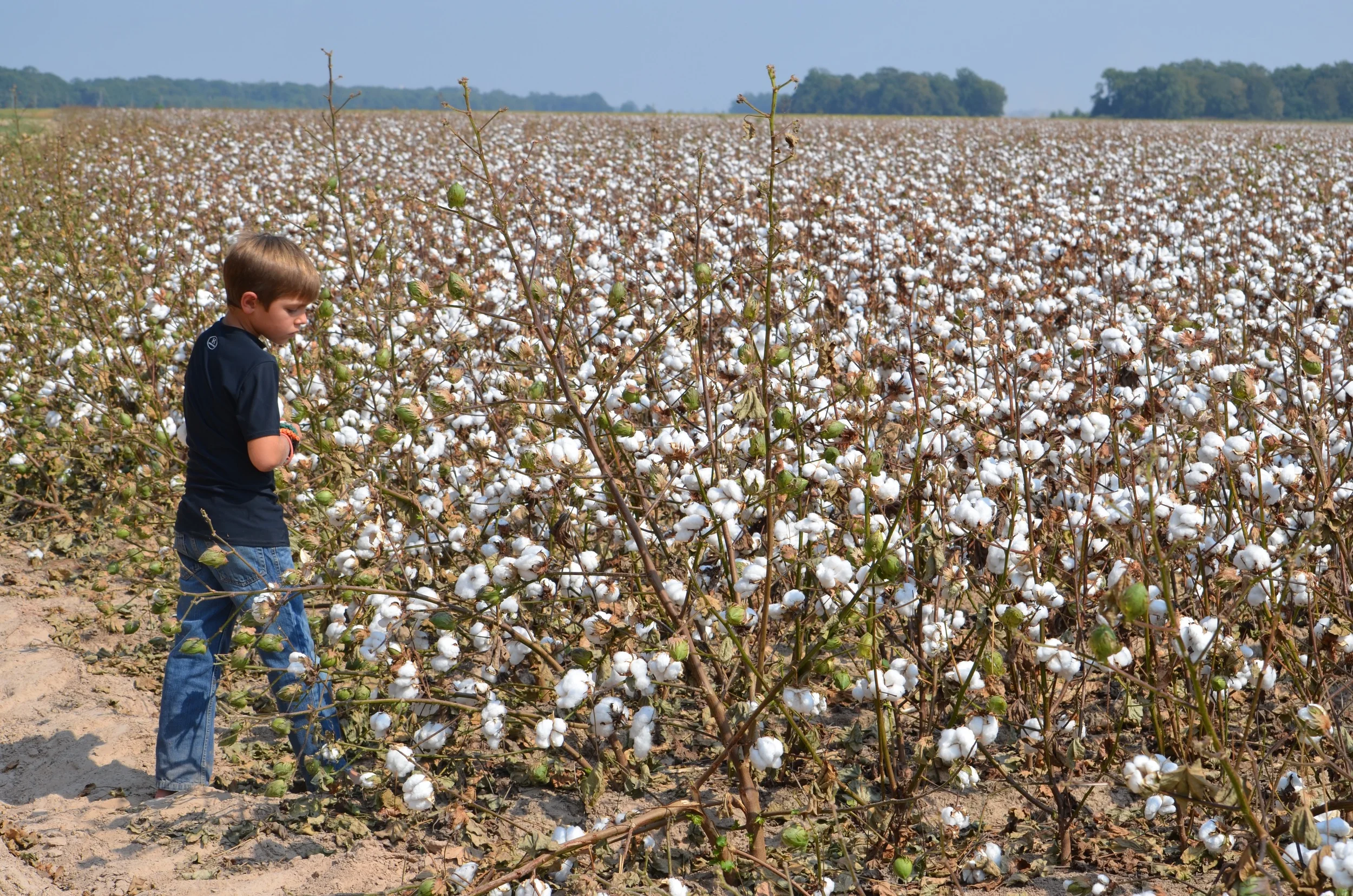 inspecting cotton that's ready to harvest