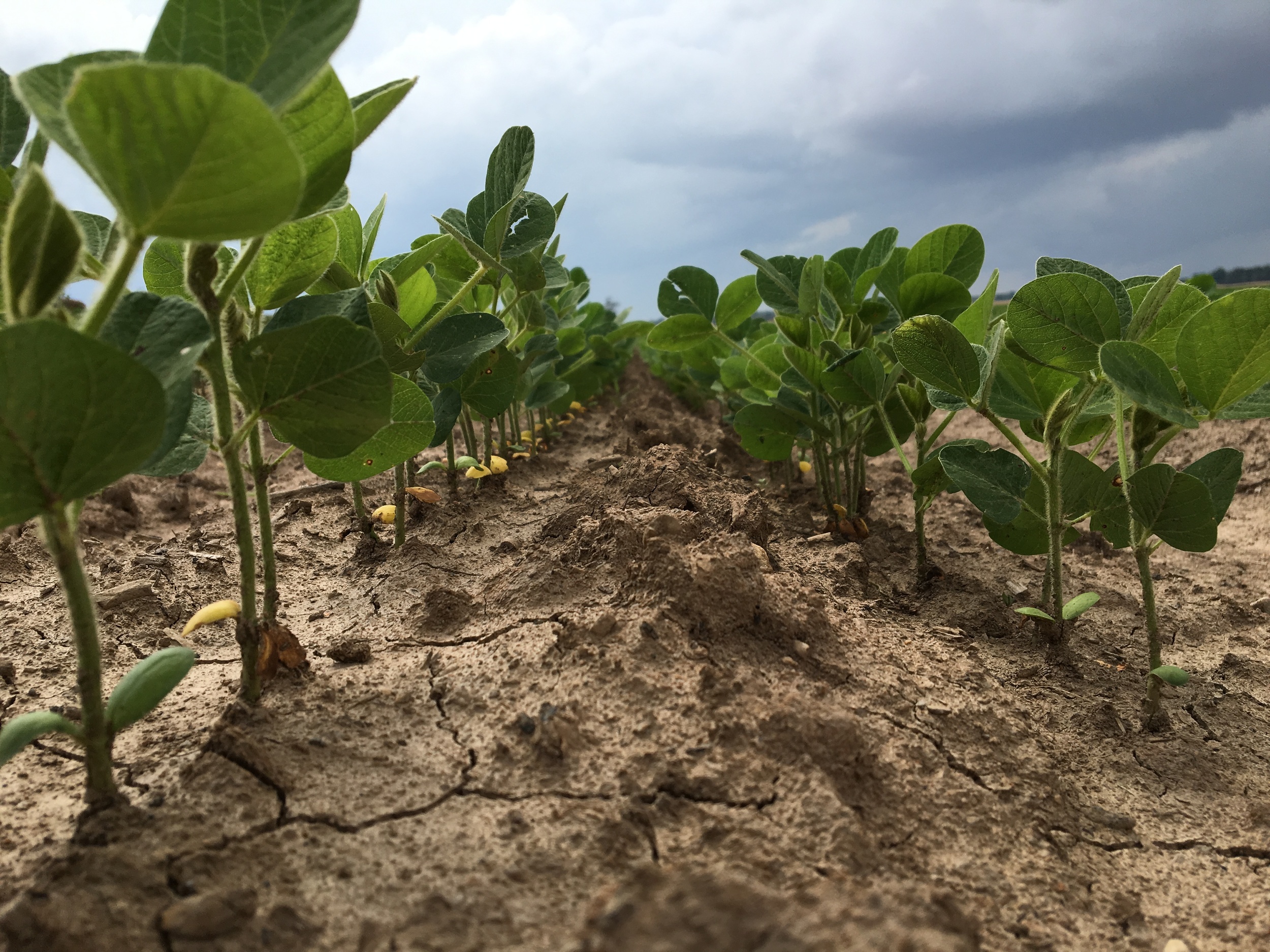young soybeans