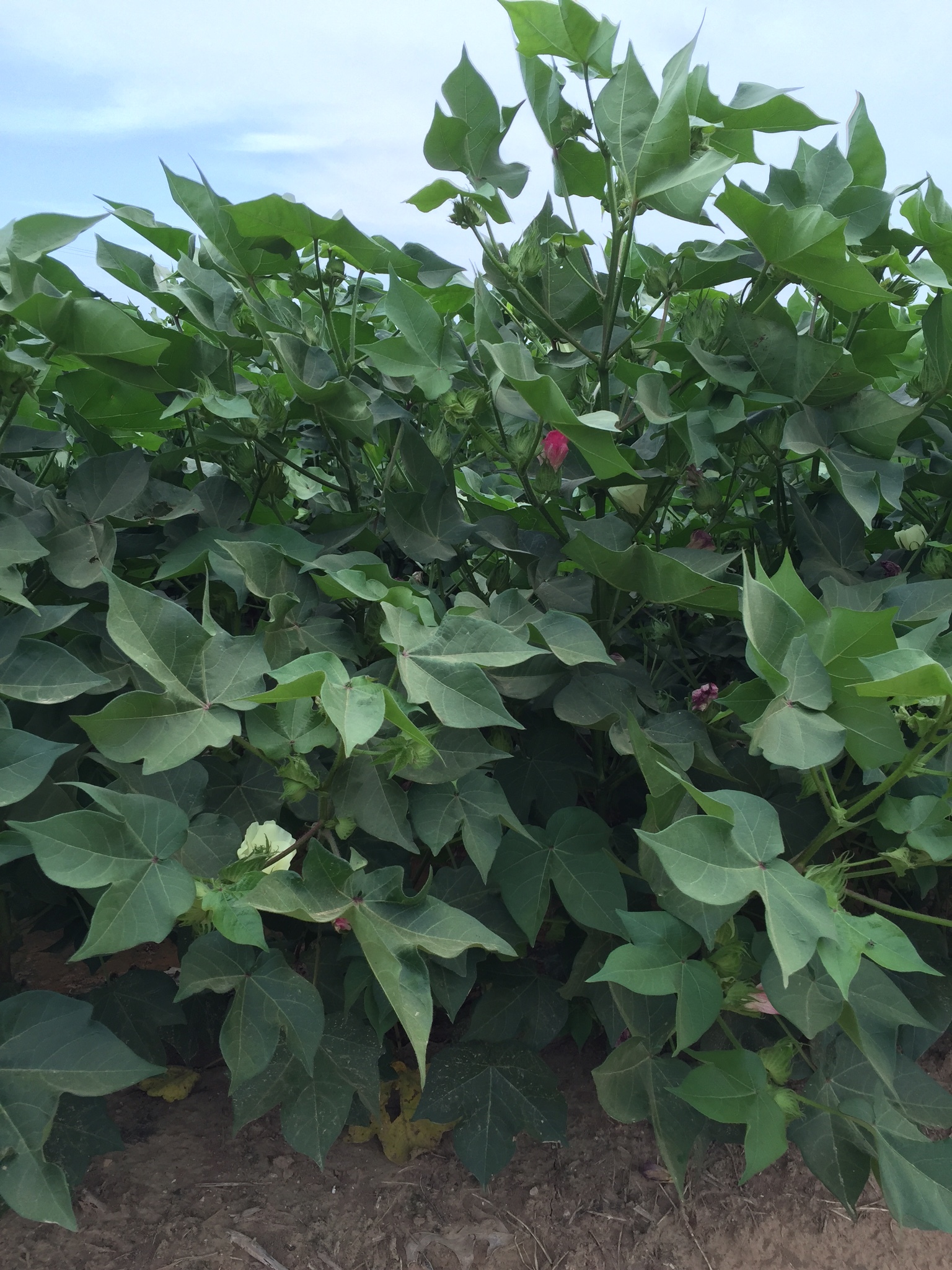 stages of cotton: blooms white, the bloom turns pink, the boll develops, cotton opens the boll