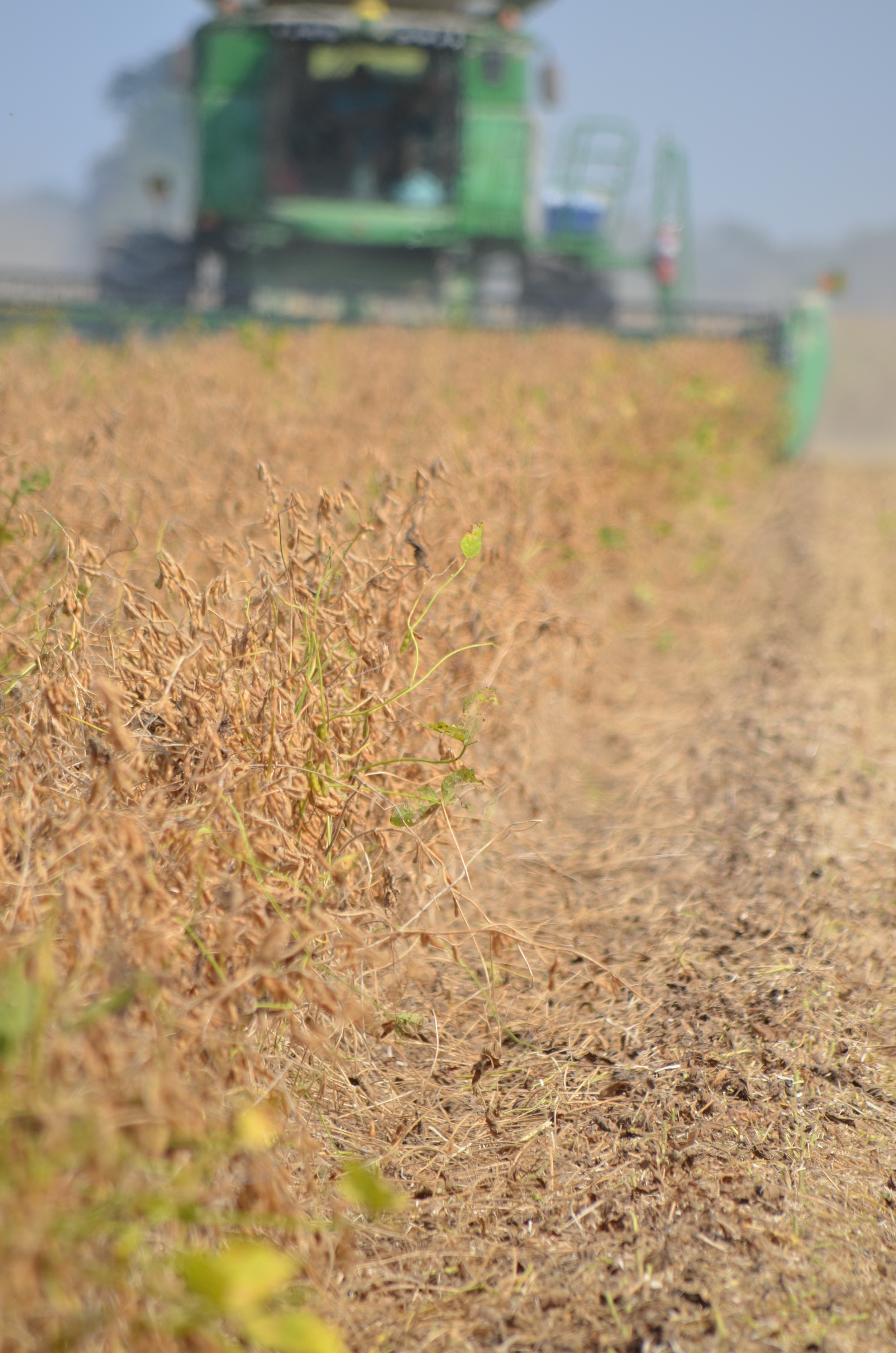harvesting soybeans