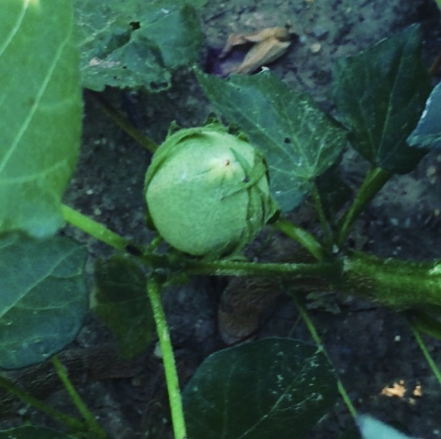 a developing cotton boll